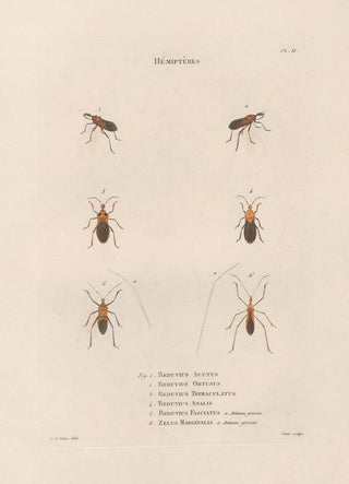 Jean Gabriel Pretre - Insectes recueillis en Afrique et en Amrique Pl56.webp