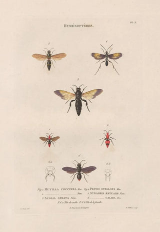 Jean Gabriel Pretre - Insectes recueillis en Afrique et en Amrique Pl66.webp