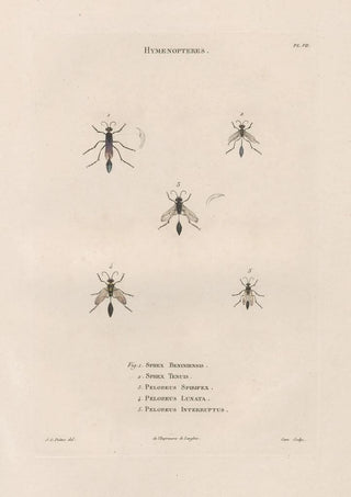 Jean Gabriel Pretre - Insectes recueillis en Afrique et en Amrique Pl68.webp