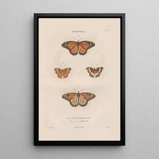 Jean Gabriel Pretre - Insectes recueillis en Afrique et en Amrique Pl78.webp