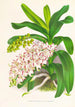 Aerides Odoratum - Jean Jules Linden — visning af kunstværket