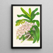 Aerides Odoratum - Jean Jules Linden — indrammet kunstværk på væggen