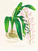 Aerides augustianum - Jean Jules Linden — visning af kunstværket
