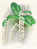 Citrate d'Angraecum - Jean Jules Linden — visning af kunstværket