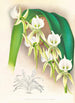 Angraecum eburneum var superbum - Jean Jules Linden — visning af kunstværket