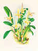 Lobe de Bolbophyllum - Jean Jules Linden — visning af kunstværket
