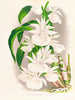 Catasetum bungerothi - Jean Jules Linden — visning af kunstværket
