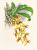 Catasetum galeritus - Jean Jules Linden — visning af kunstværket