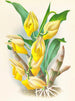 Catasetum macrocarpum - Jean Jules Linden — visning af kunstværket