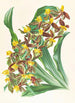 Catasetum rodigasianum - Jean Jules Linden — visning af kunstværket