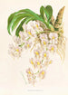 Catasetum tigrinum - Jean Jules Linden — visning af kunstværket
