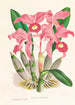 Cattleya Lawrenceana - Jean Jules Linden — visning af kunstværket
