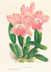 Cattleya Malouana - Jean Jules Linden — visning af kunstværket