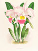 Cattleya Mendeli - Jean Jules Linden — visning af kunstværket