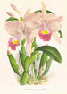 Cattleya Trianae - Jean Jules Linden — visning af kunstværket