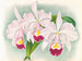 Cattleya trianae var. Martin Cahuzac - Jean Jules Linden — visning af kunstværket