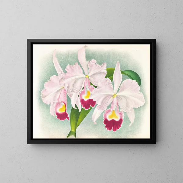 Cattleya trianae var. Martin Cahuzac - Jean Jules Linden — indrammet kunstværk på væggen