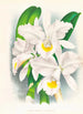 Cattleya Trianae var Pallida - Jean Jules Linden — visning af kunstværket