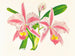 Cattleya trianae var. striata - Jean Jules Linden — visning af kunstværket