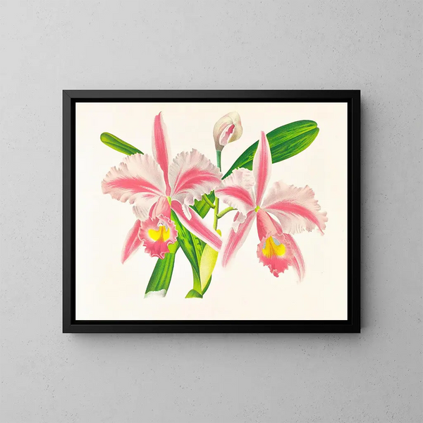 Cattleya trianae var. striata - Jean Jules Linden — indrammet kunstværk på væggen
