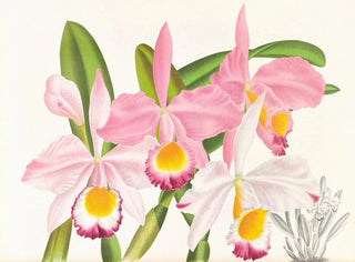 Cattleya eldorado - Jean Jules Linden — visning af kunstværket