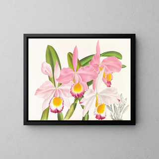 Cattleya eldorado - Jean Jules Linden — indrammet kunstværk på væggen