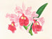 Cattleya gigas - Jean Jules Linden — visning af kunstværket