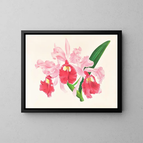Cattleya gigas - Jean Jules Linden — indrammet kunstværk på væggen