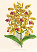 Cattleya guttata - Jean Jules Linden — visning af kunstværket