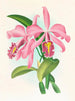Cattleya maxima - Jean Jules Linden — visning af kunstværket