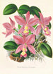 Cattleya nobilior - Jean Jules Linden — visning af kunstværket
