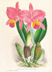 Cattleya percivaliana var reichenbachi - Jean Jules Linden — visning af kunstværket