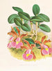 Cattleya schilleriana - Jean Jules Linden — visning af kunstværket