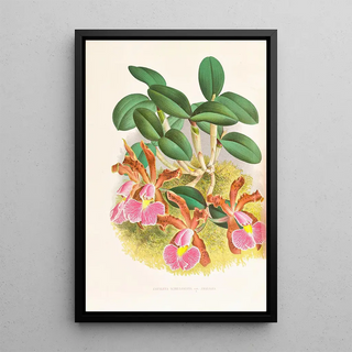 Jean Jules Linden - Cattleya schilleriana.webp