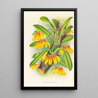 Jean Jules Linden - Cirrhopetalum mastersianum.webp