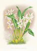 Coelogyne ocellata - Jean Jules Linden — visning af kunstværket