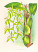 Coelogyne peltastes - Jean Jules Linden — visning af kunstværket