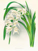 Maîtres du Cymbidium - Jean Jules Linden — visning af kunstværket