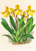 Cypripedium Druryi - Jean Jules Linden — visning af kunstværket
