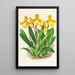 Cypripedium Druryi - Jean Jules Linden — indrammet kunstværk på væggen