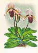 Cypripedium barbato veitchianum - Jean Jules Linden — visning af kunstværket