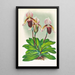 Cypripedium barbato veitchianum - Jean Jules Linden — indrammet kunstværk på væggen