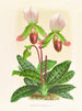 Cypripedium callosum - Jean Jules Linden — visning af kunstværket