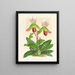 Cypripedium callosum - Jean Jules Linden — indrammet kunstværk på væggen