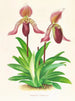 Cypripedium fraseri - Jean Jules Linden — visning af kunstværket