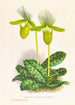Cypripedium lawrenceanum var hyeanum - Jean Jules Linden — visning af kunstværket