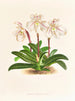 Cypripedium microchilum - Jean Jules Linden — visning af kunstværket