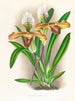 Cypripedium brillant - Jean Jules Linden — visning af kunstværket