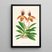 Cypripedium oenanthum superbum - Jean Jules Linden — indrammet kunstværk på væggen
