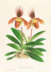 Cypripedium oenanthum superbum - Jean Jules Linden — visning af kunstværket